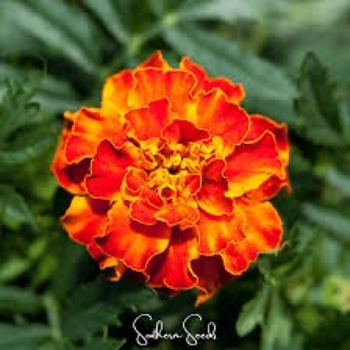 Slow Dancing Around The Moon )