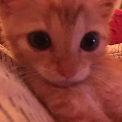 the internet is where we met