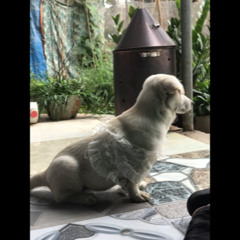 CHỈ CẦN 1 CÁI GẬT ĐẦU
