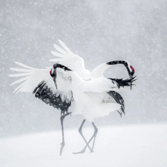 Premiere: dancing in the snow 07/12/21