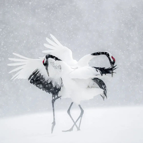 Premiere: dancing in the snow 07/12/21