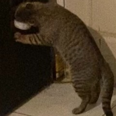 Toe Tag Gangstagrilllzrille