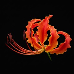 Bloom