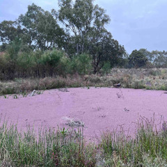 An underwater recording at Yalukit Willam Nature Reserve, Boon wurrung Bunurong Country, 20 March 2025
