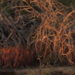 Red Desert Granulated, Cut & Flipped- Pabluecloud Edit