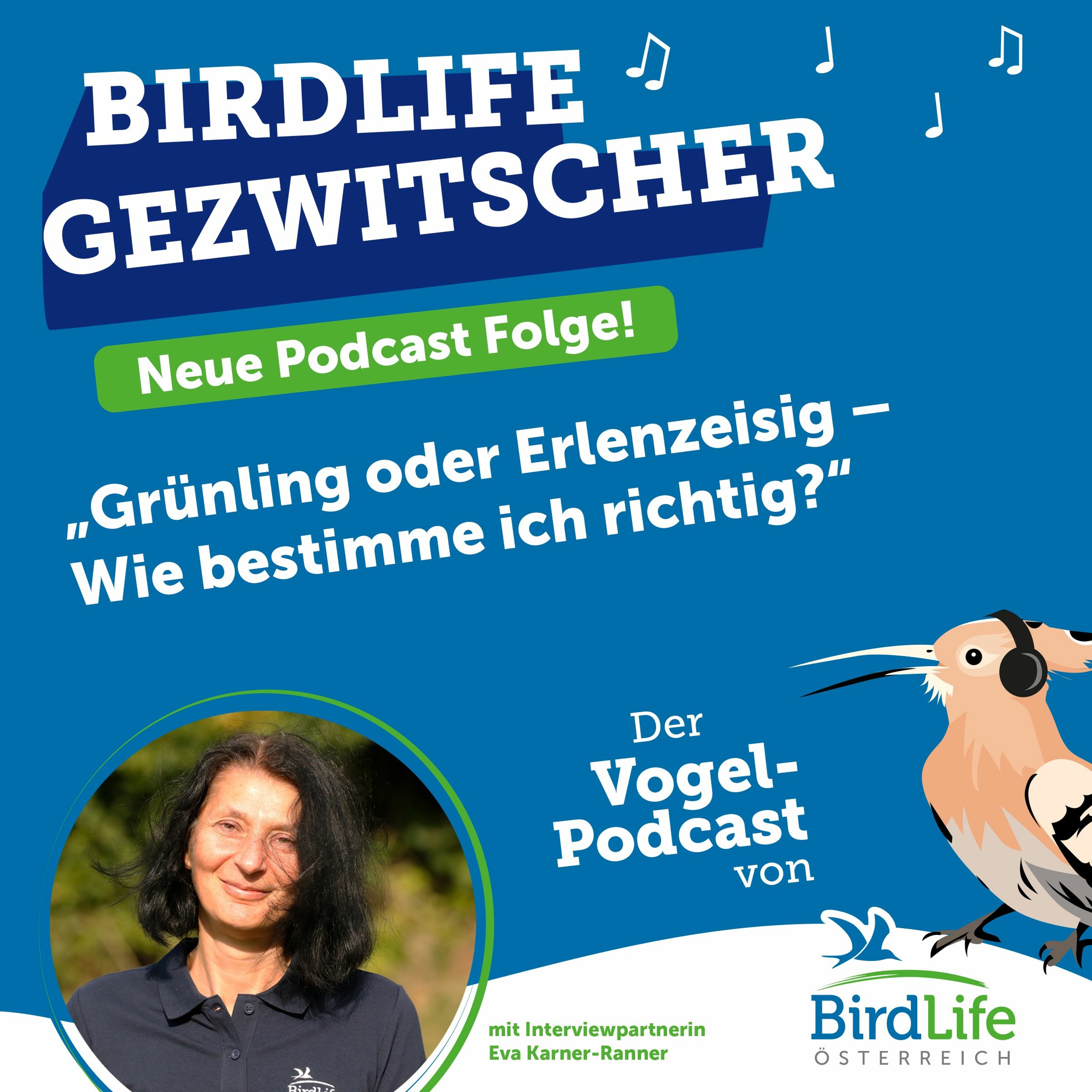 57. Grünling oder Erlenzeisig – Wie bestimme ich richtig?