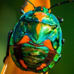 June Bugz