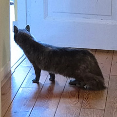 I Wanna Be Your...Cat?