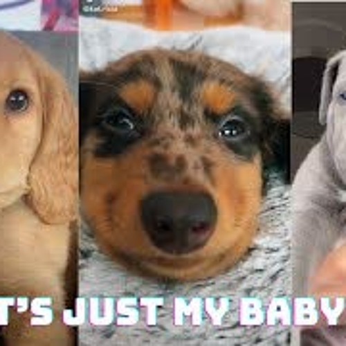 Stream That s Just My Baby Dog Official Tik Tok Compilation by