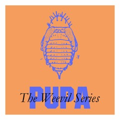The Weevil Series: Pupa (Felix K reinterpretation)