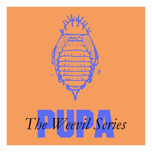 The Weevil Series: Pupa (Felix K reinterpretation)