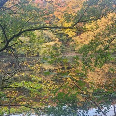 Autumn Leaves