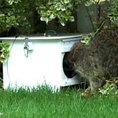 AAAC Wildlife Removal of Denver - Wildlife Removal  Denver