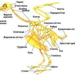 моя проблема в том что я все понимаю