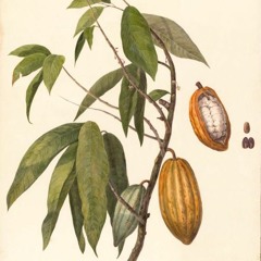 Brazilian Quarantine