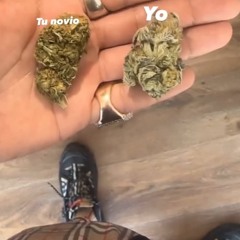 Blunt.maketa