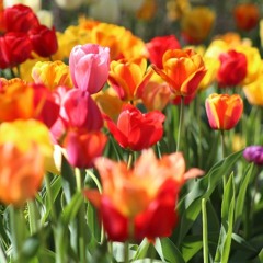 Spring is Here