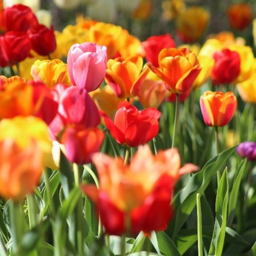 Spring is Here