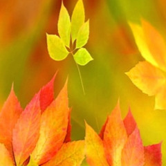 Red Autumn Leaves...