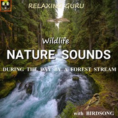 Wildlife Nature Sounds: During The Day By A Forest Stream with Birdsong