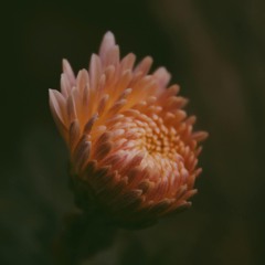 Chrysanthemums [JazzHouse_Idea_03]