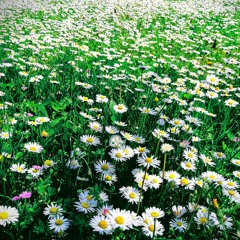 Daisies Meadow