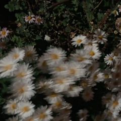 새벽지기