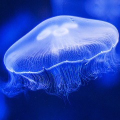 Water Sounds Jellyfish Aquarium | Underwater White Noise For Relaxation (75 Minutes)