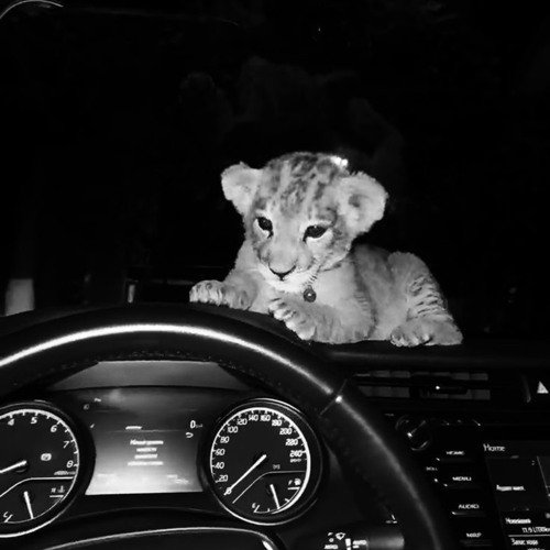 بوادعك وهموم قلبي لها صروح