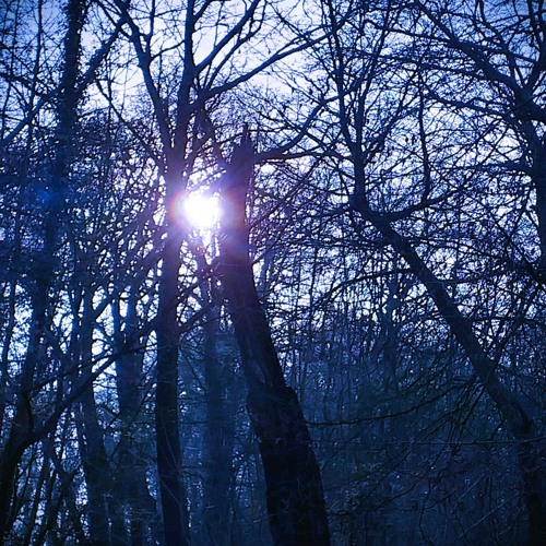 As I Look At The Sky Through The Trees