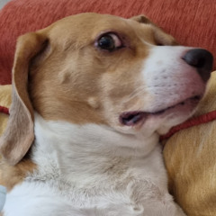 Who let THIS dog out?