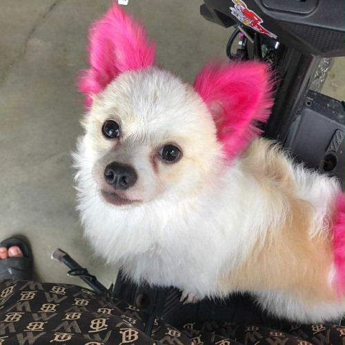 nhạc như kặc😼