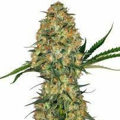 SKITTLEZ