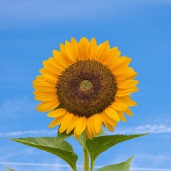 꽃이 가득한 라벤더 언덕에서 너를 기다릴게