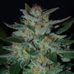 MOXATRON STBB731 Blue Funk