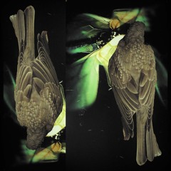 Ephemer - The Fallen Bird