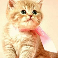Télécharger le PDF Carnet de notes: Cahier de notes fantaisie motif chaton pour amoureux des chats