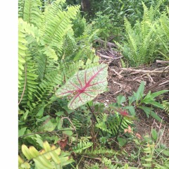 Ladrilleros Evening w/ Frogs (Pacific Coast) 02_29_2020