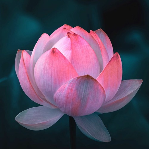 Lotus Flowers