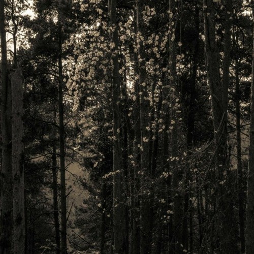 TL PREMIERE : Francois Dillinger - Count To Infinity [Diffuse Reality Records]