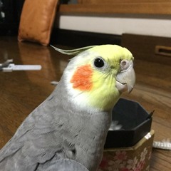 おうちにいよう