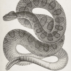 Rattlesnake