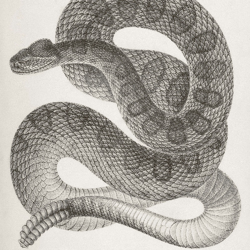 Rattlesnake