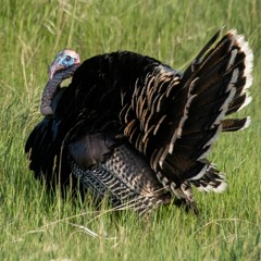 How Gas Prices Affect Turkey Hunting