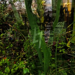 (Voor) De Bladeren Van De Bomen