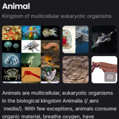 animal