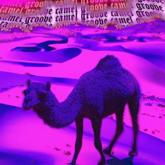 The Camel Groove