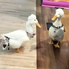 Pine Barrens remix I never finished hihi :3