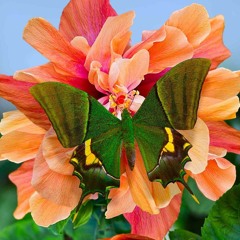 Young Selah - Flowers