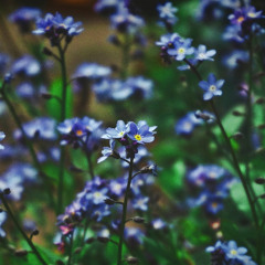 Meadow Silence
